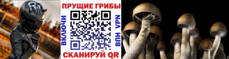 Псилоцибиновые грибы MAGIC MUSHROOMS  наркотики  Питкяранта 